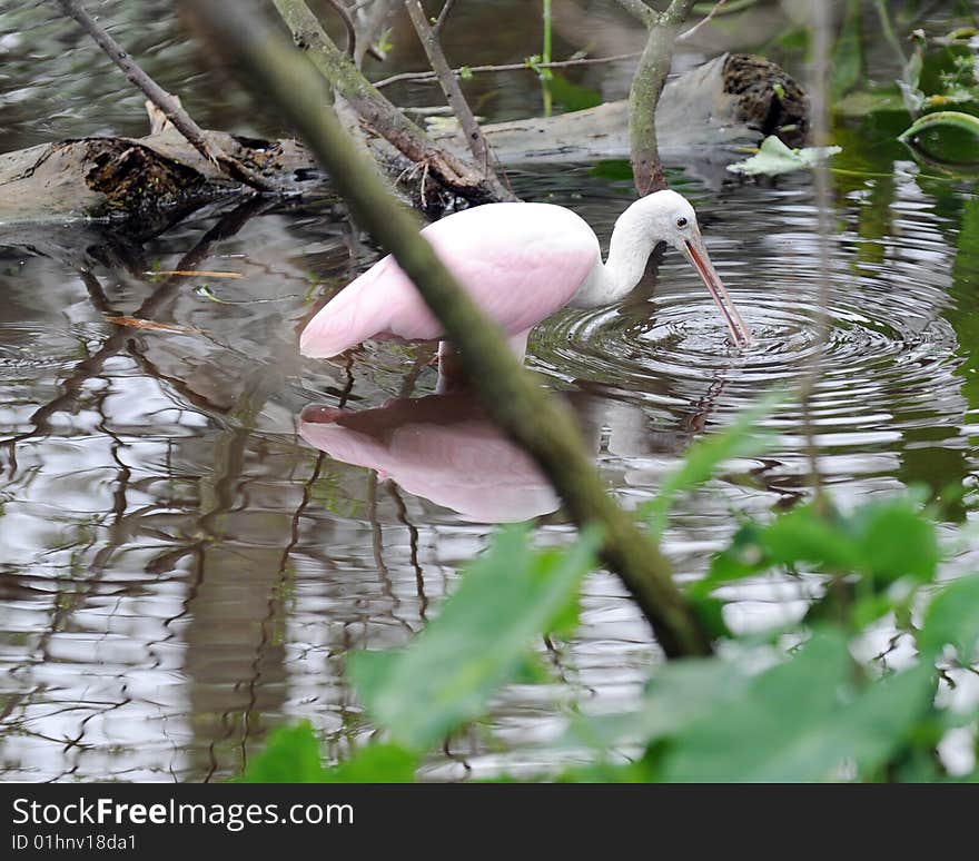 A beautiful pink spoonbill wading and feeding in shallow water. A beautiful pink spoonbill wading and feeding in shallow water.