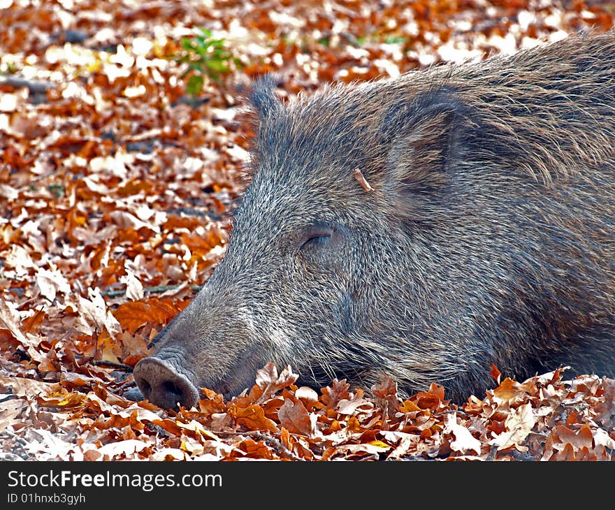 Wild boar in the autumn is on the forest floor.