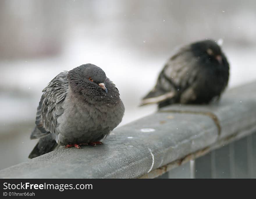 Two pigeon sit on rails in winter