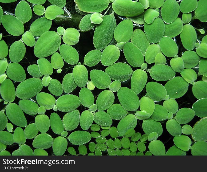 Pistia stratiotes in the aquarium