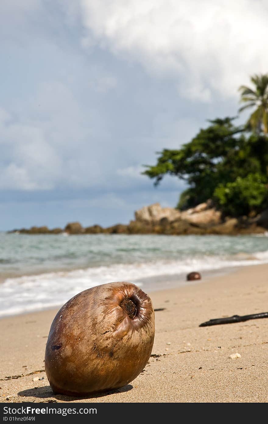 Coconut on the Koh Lanta beach. Thailand