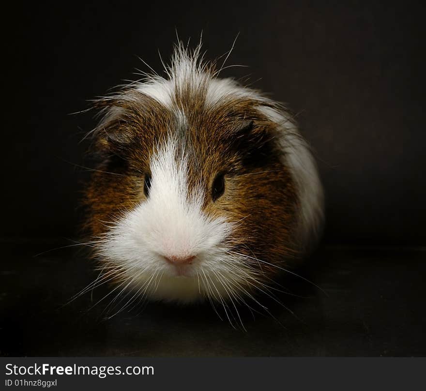 Guinea-pig