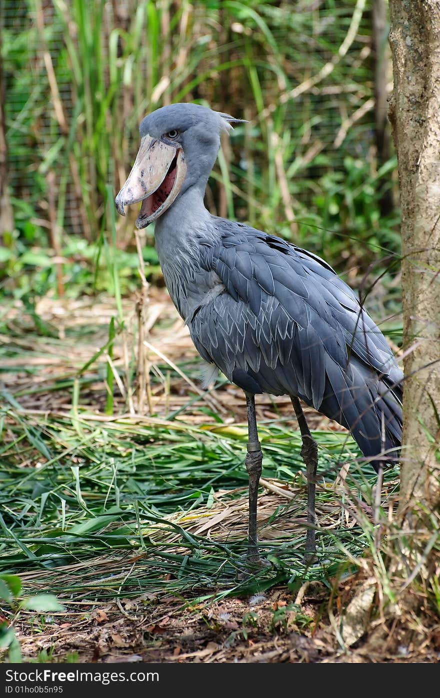 Endangered Shoebill bird in a park