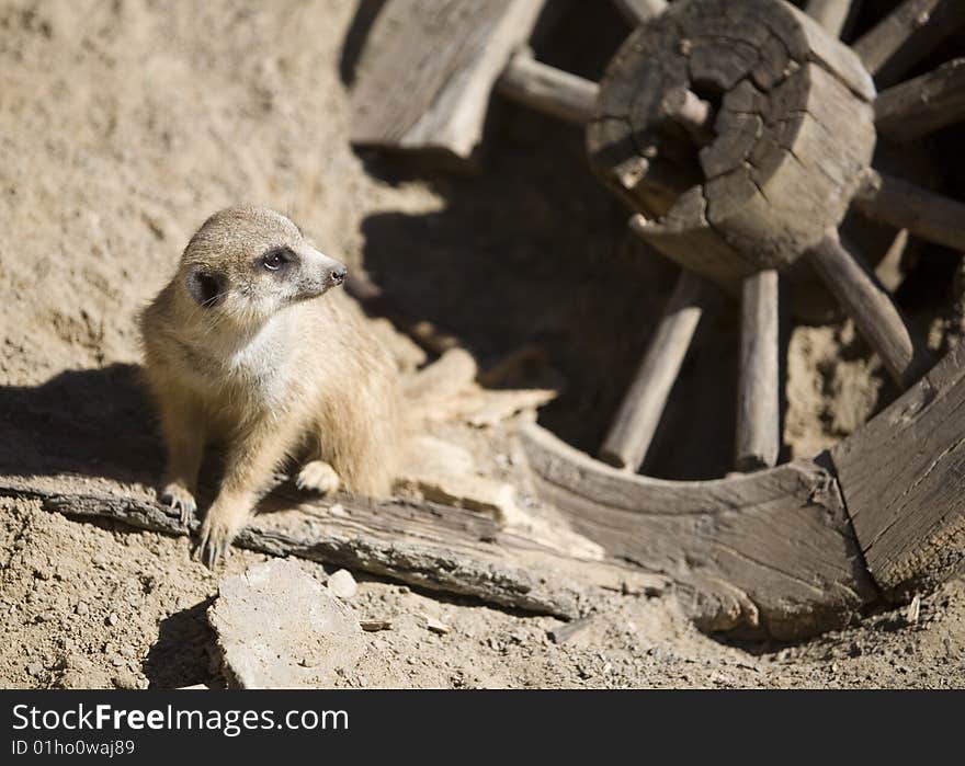 Meerkat of the Old West