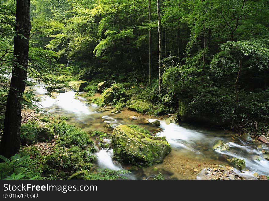 Rivulet in the forest in ZhangjiaJie national park