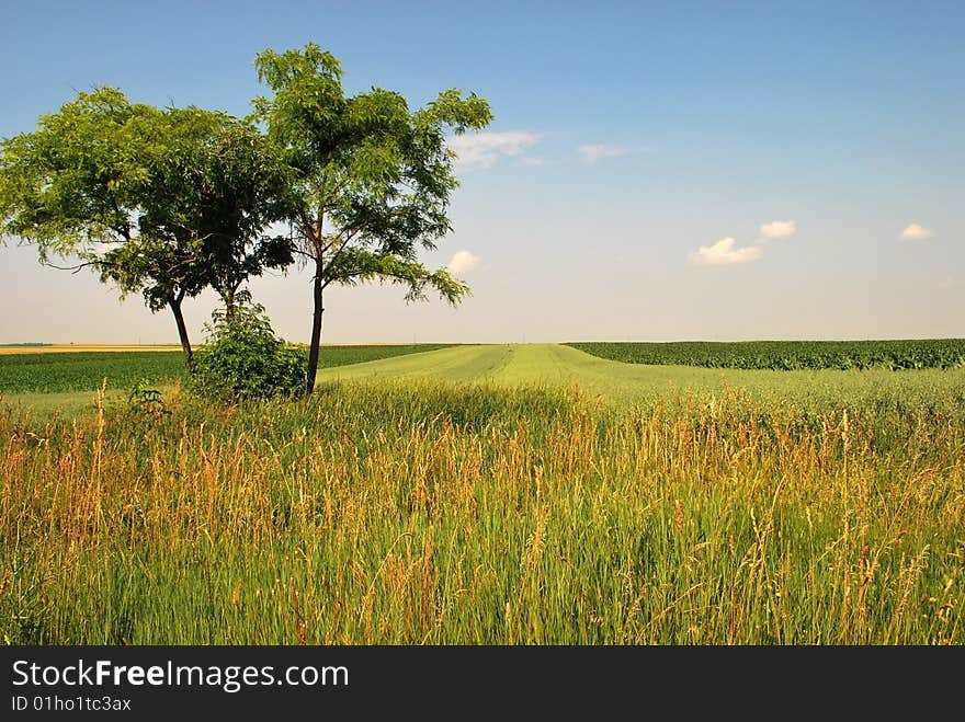 Summer Landscape - Trees On Green Field