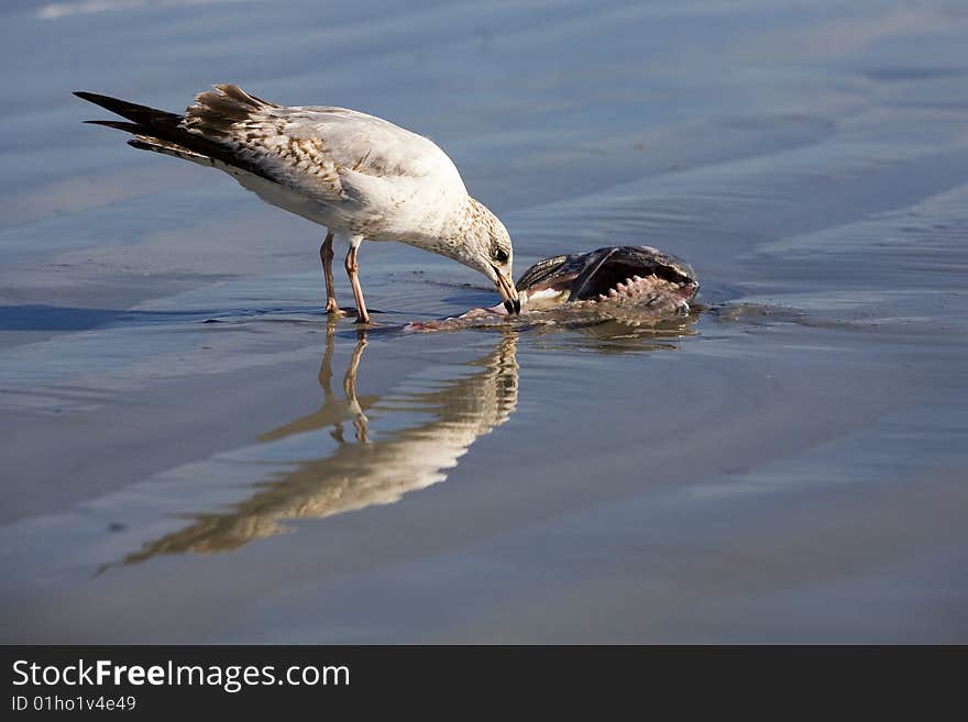 A sea gull feeding off a dead fish in the shallow ater by the shore. A sea gull feeding off a dead fish in the shallow ater by the shore.