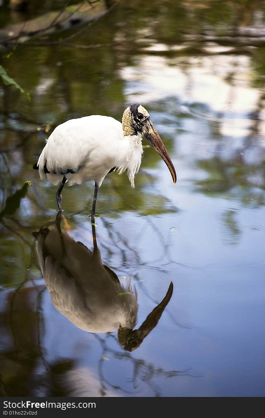 A woodstork wading in a shallow pond, with his mirror image reflected clearly in the water. A woodstork wading in a shallow pond, with his mirror image reflected clearly in the water.