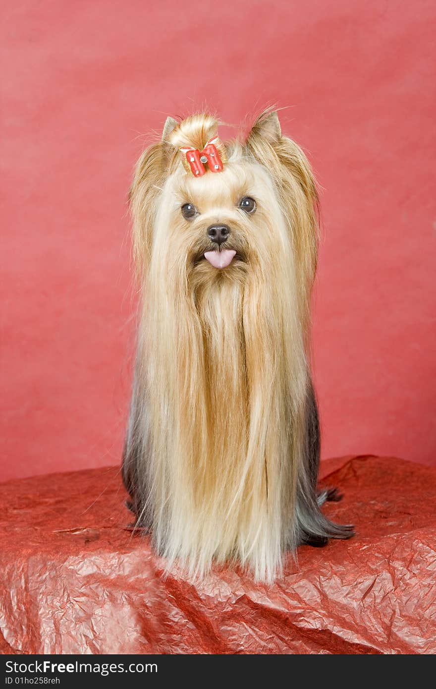 Yorkshire terrier on red background. Picture was taken in studio.