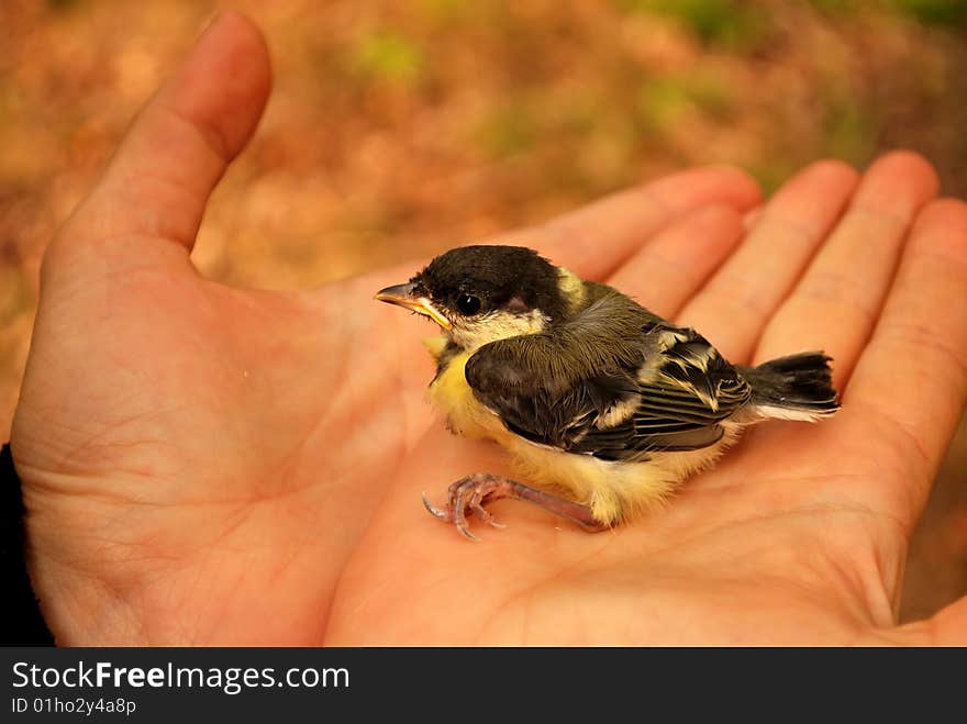 Tomtit nestling in hands