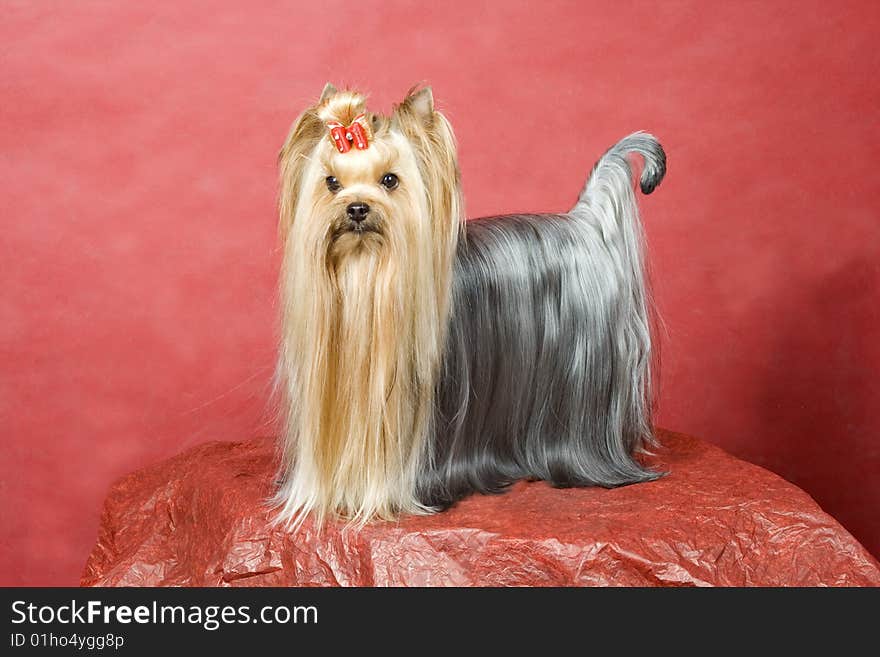 Yorkshire terrier on red background. Picture was taken in studio.