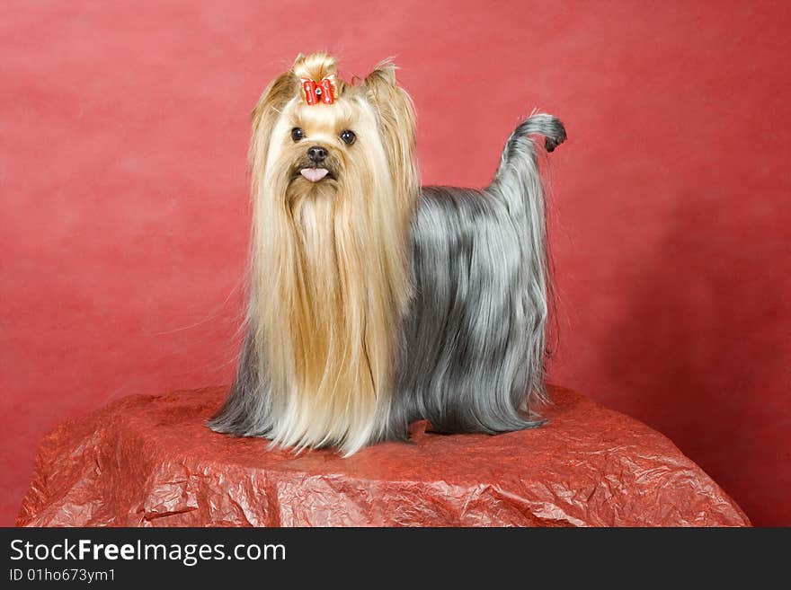 Yorkshire terrier on red background. Picture was taken in studio.