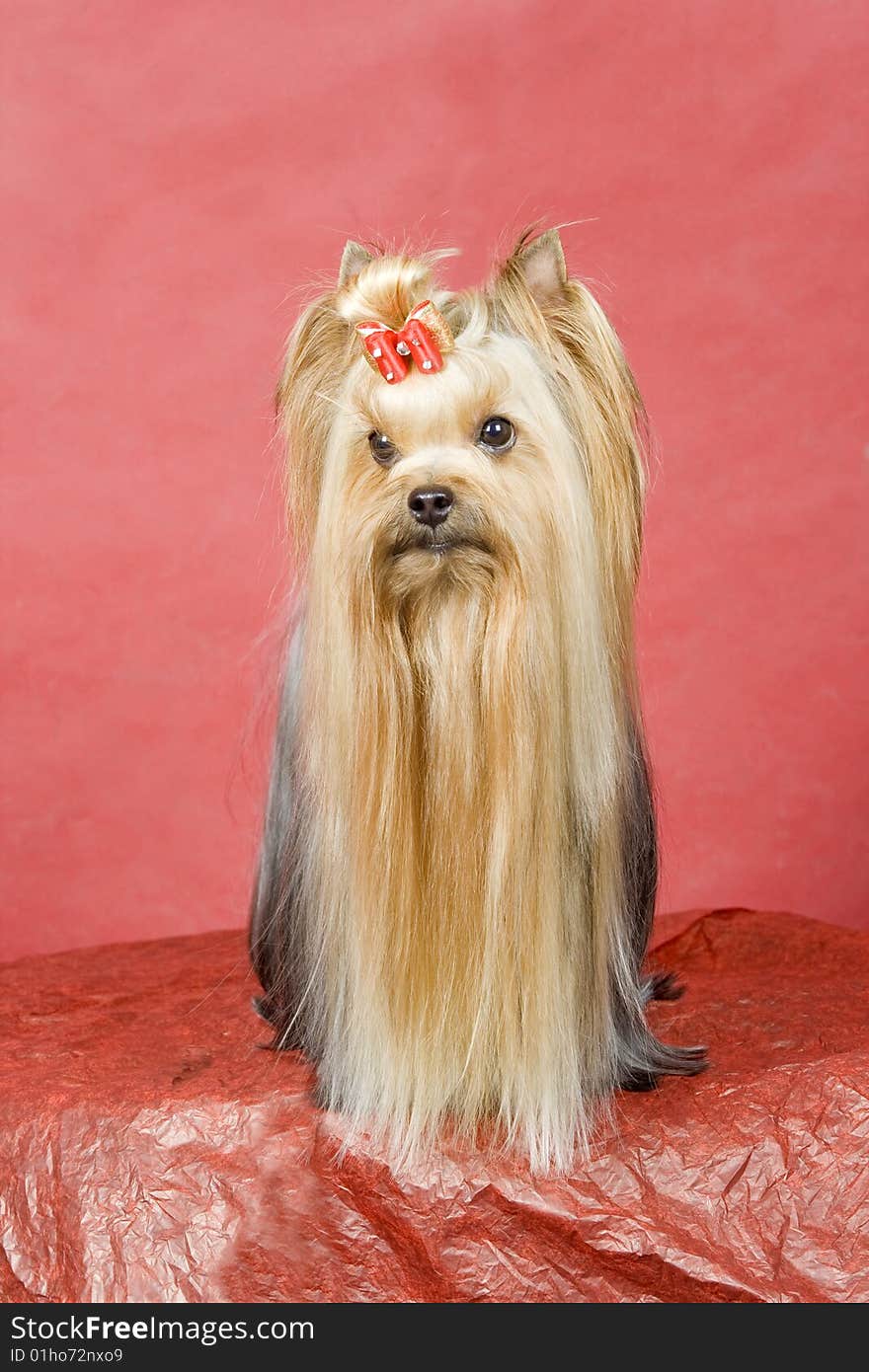 Yorkshire terrier on red background. Picture was taken in studio.