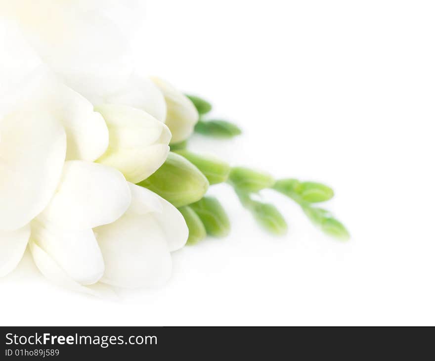 First spring flowers on white background