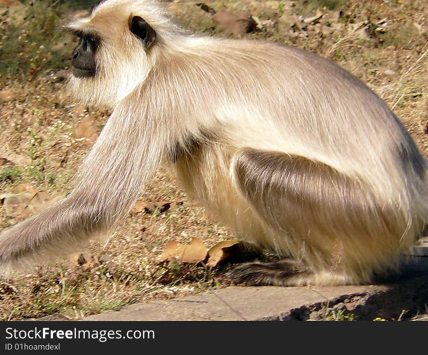 Langur monkey