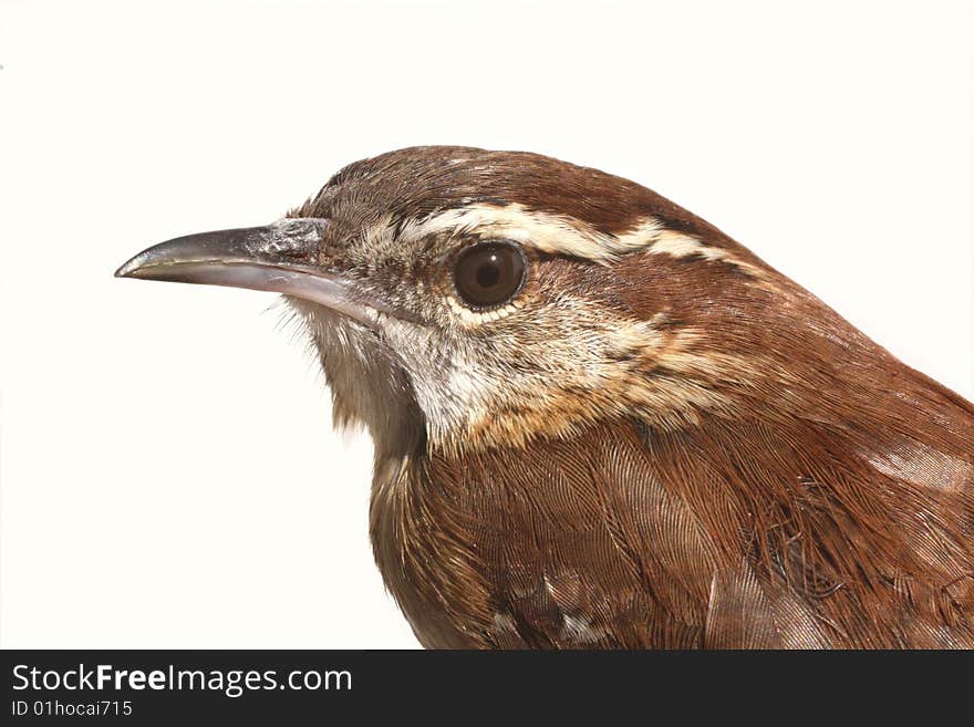 Photo of a wren against a white background. Photo of a wren against a white background.