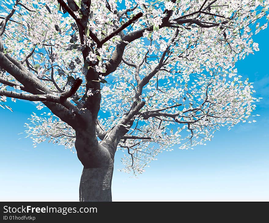 Blossoming cherry-tree