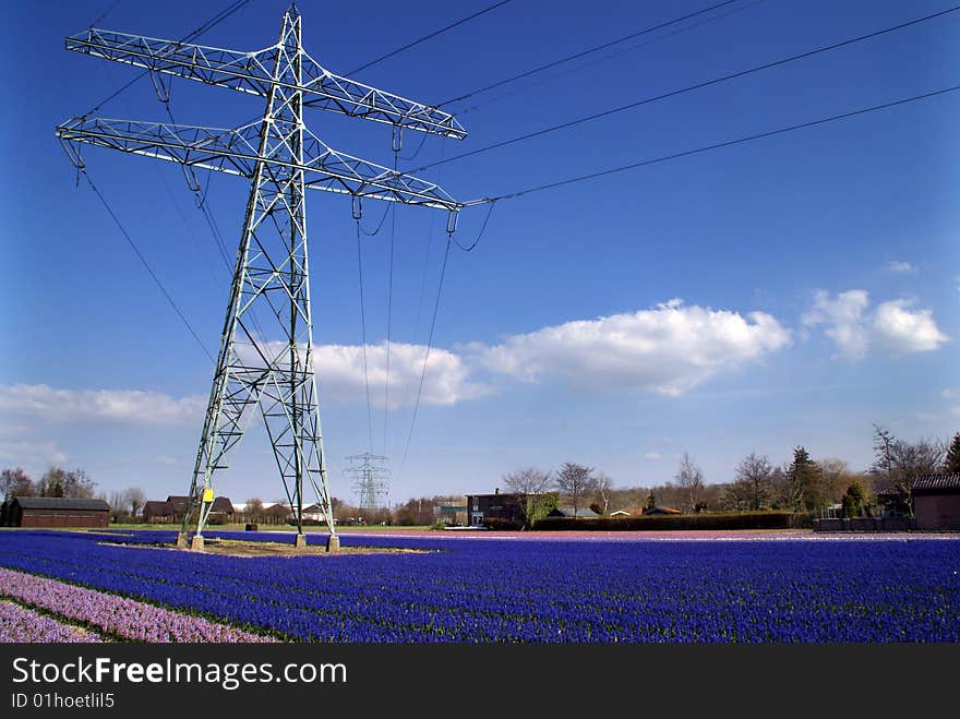 In springtime the western part of Holland, the area just behind the dunes, becomes a colorful carpet. It’s the time that all the bulb flowers are booming in all kind of colors. Wandering around during this time of the year is a pleasure for your eyes. Even with electricity transportation pilons in the area. In springtime the western part of Holland, the area just behind the dunes, becomes a colorful carpet. It’s the time that all the bulb flowers are booming in all kind of colors. Wandering around during this time of the year is a pleasure for your eyes. Even with electricity transportation pilons in the area