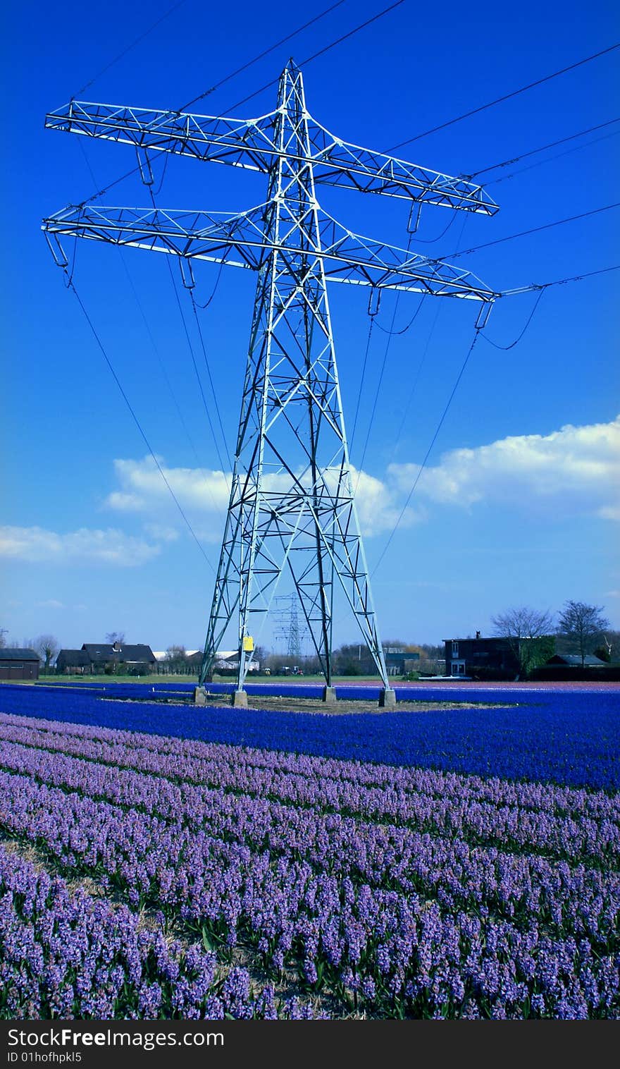 In springtime the western part of Holland, the area just behind the dunes, becomes a colorful carpet. It’s the time that all the bulb flowers are booming in all kind of colors. Wandering around during this time of the year is a pleasure for your eyes. Even if electricity transportation portals are present!. In springtime the western part of Holland, the area just behind the dunes, becomes a colorful carpet. It’s the time that all the bulb flowers are booming in all kind of colors. Wandering around during this time of the year is a pleasure for your eyes. Even if electricity transportation portals are present!