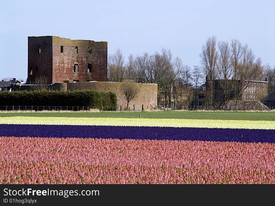 In springtime the western part of Holland, the area just behind the dunes, becomes a colorful carpet. It’s the time that all the bulb flowers are booming in all kind of colors. Wandering around during this time of the year is a pleasure for your eyes. View on castle Teylingen. In springtime the western part of Holland, the area just behind the dunes, becomes a colorful carpet. It’s the time that all the bulb flowers are booming in all kind of colors. Wandering around during this time of the year is a pleasure for your eyes. View on castle Teylingen.