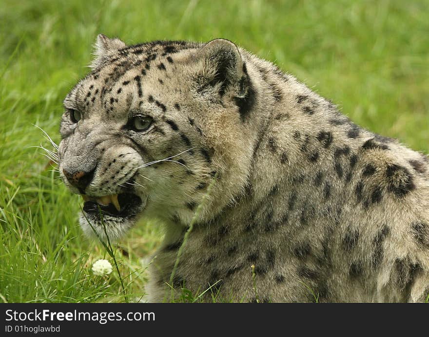 A portrait of a snarling Snow Leopard. A portrait of a snarling Snow Leopard