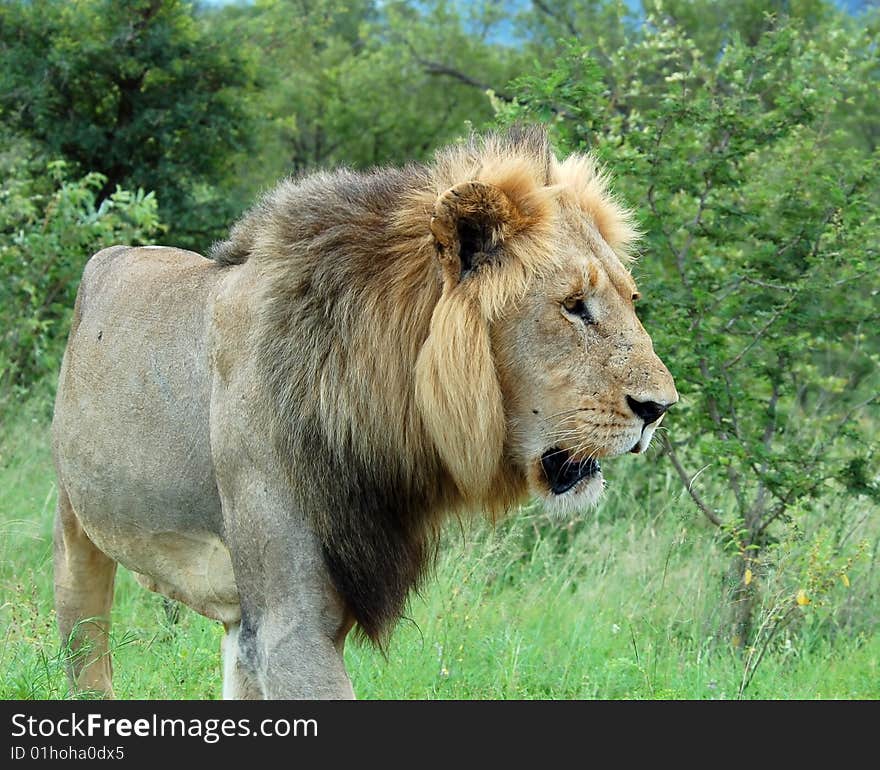 Wild male lion (Panthera leo) in Africa. Wild male lion (Panthera leo) in Africa.