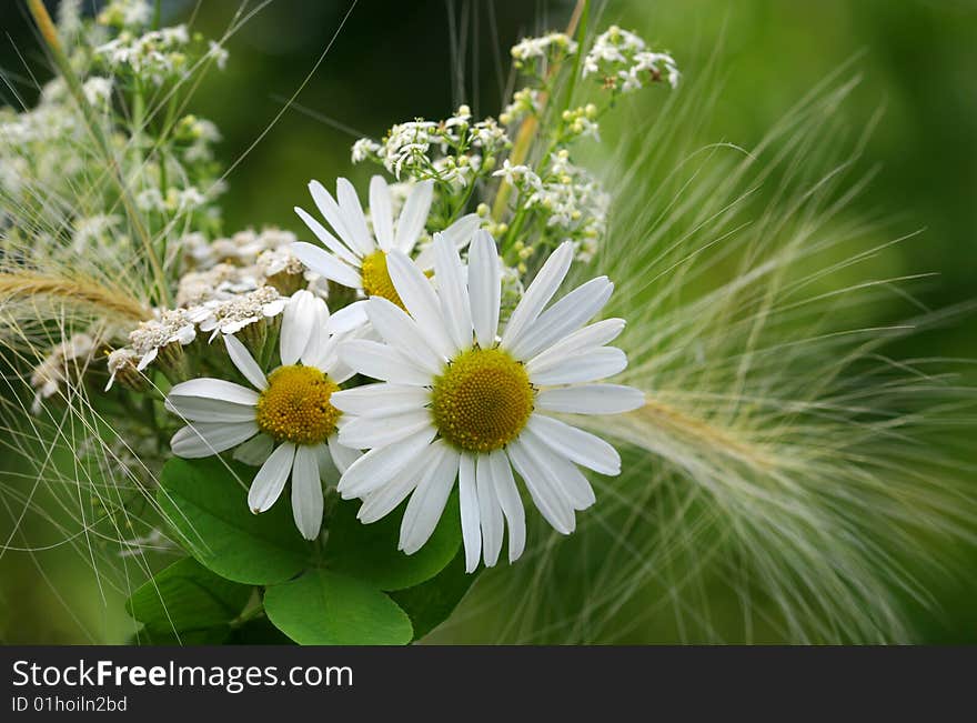 Camomile on natural background - shallow dof