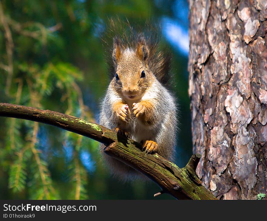 Red squirrel sitting in tree