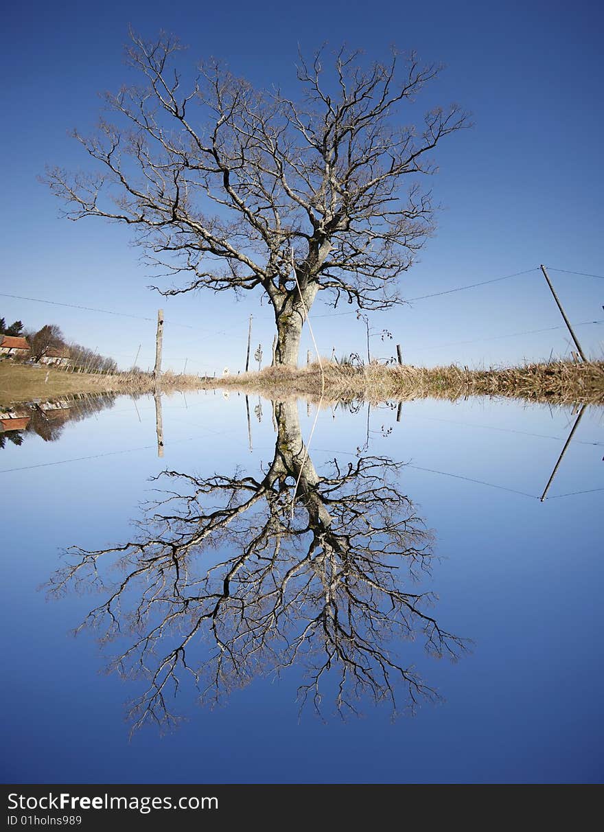 Old tree reflecting in lake on a blue sky sunny winter day