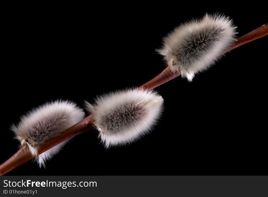 Pussy wIllow buds on a black