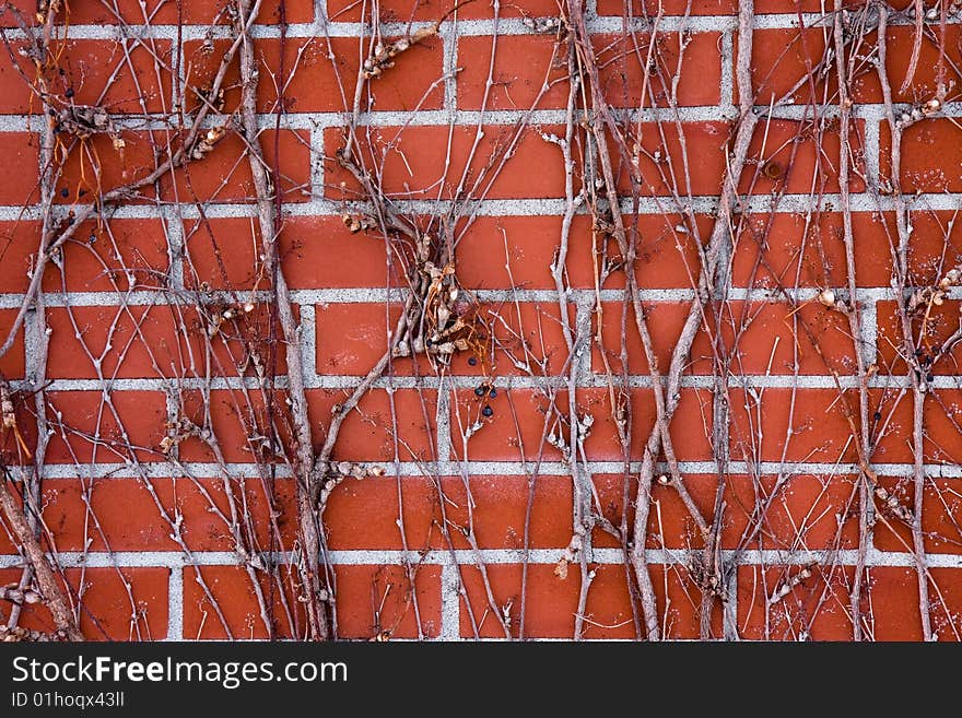 Brick wall covered in vines