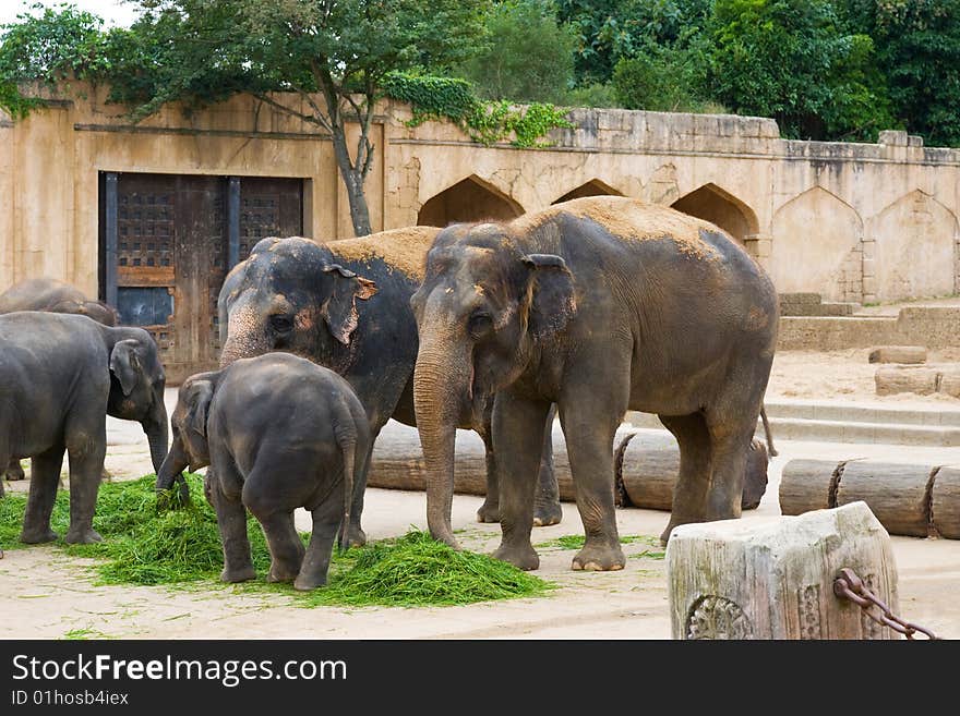 Elephants eat grass on a foreground of ancient wall