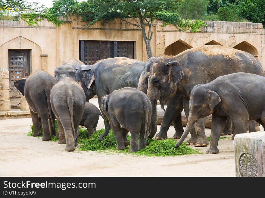 Elephants eat grass on a foreground of ancient wall