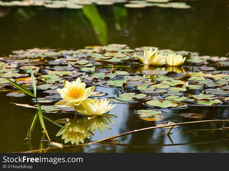 Yellow water lily (lotus)