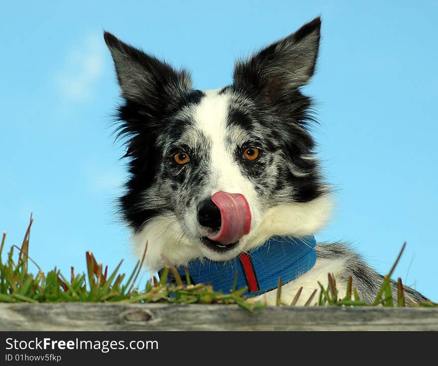 Border Collies with her tongue out. Border Collies with her tongue out