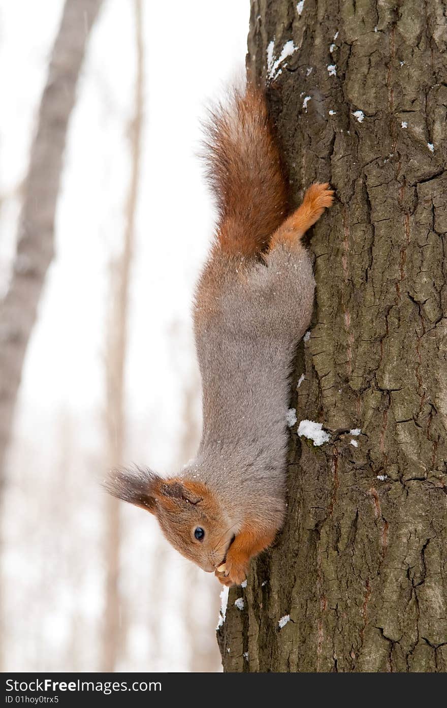 Hanging squirrel