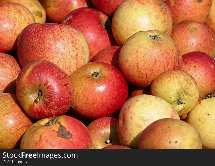 Red organically grown apples with some imperfections. Red organically grown apples with some imperfections