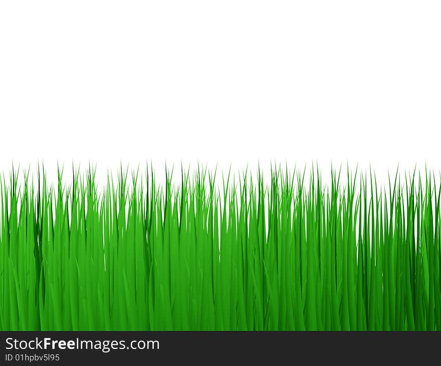 3d green grass on white background