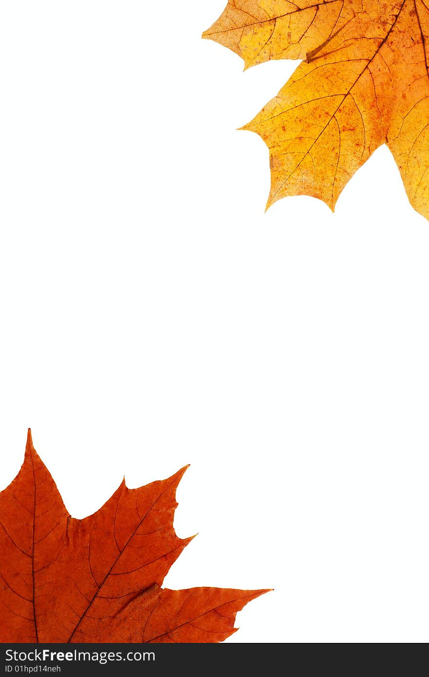 Dry maple leaf is isolated on white