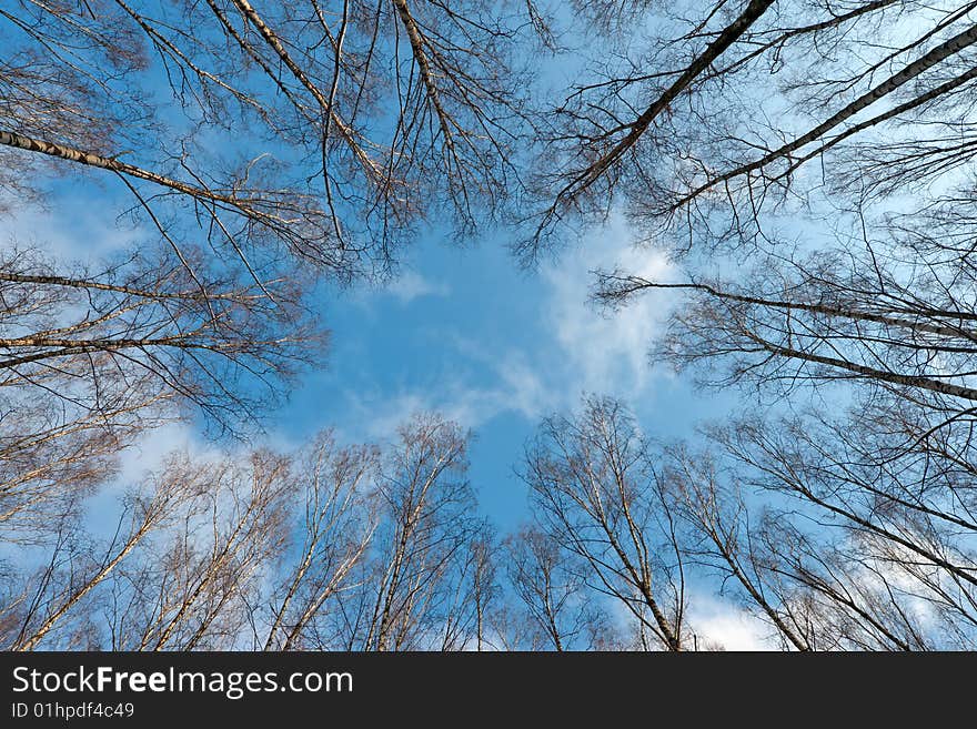 Winter tree crowns on deep blue sky. Winter tree crowns on deep blue sky