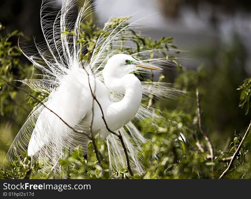 Wind-blown Egret