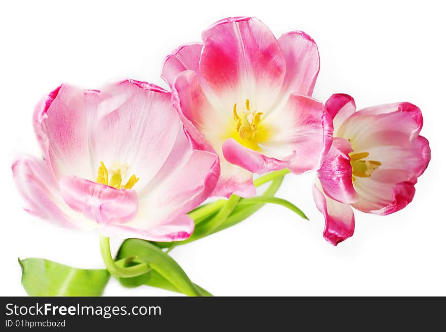 Some opened pink tulips over white