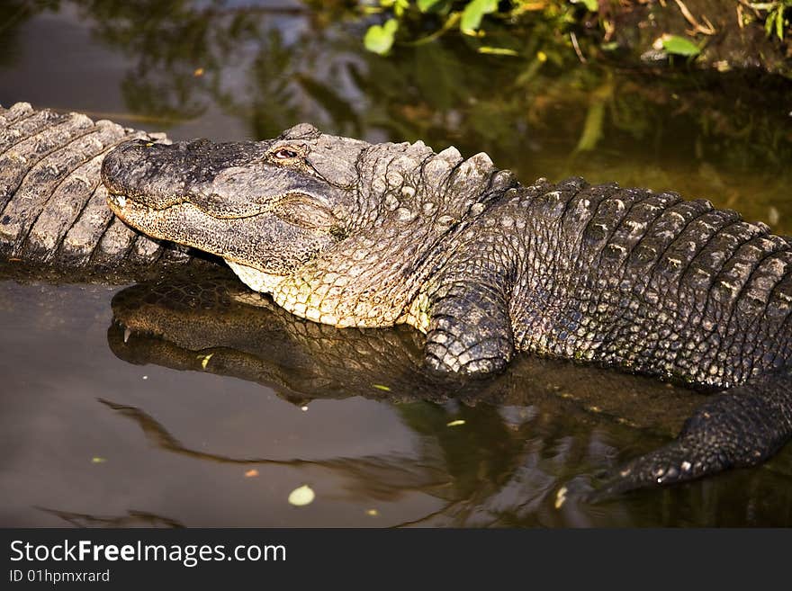 An alligator resting in shallow water with its eye on the viewer. An alligator resting in shallow water with its eye on the viewer.