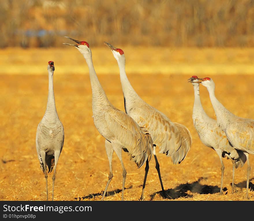 Sandhill Cranes at Rio Grande Nature Center