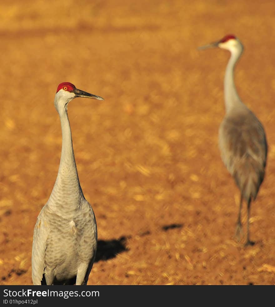 Sandhill Cranes and Rio Grande Nature Center