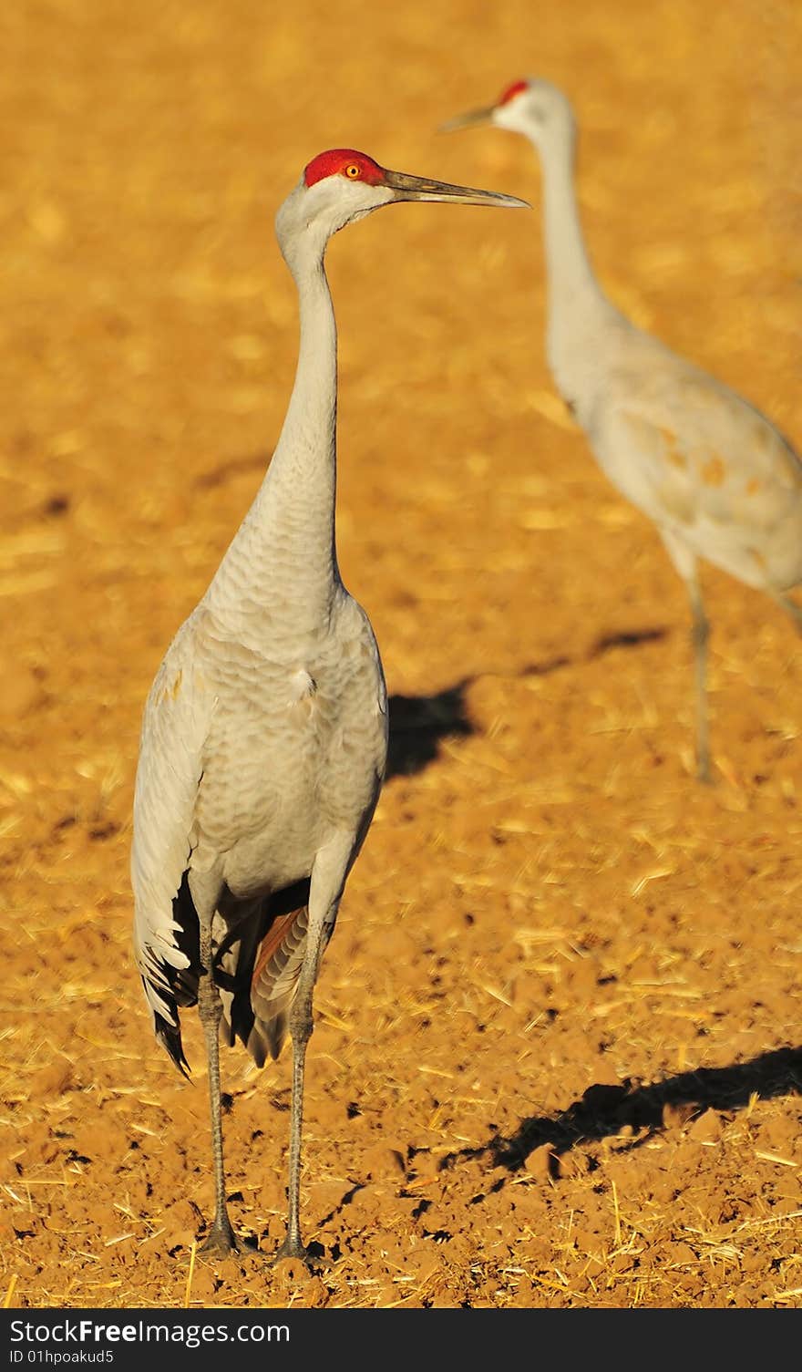 Sandhill Cranes in open field at Rio Grande Nature Center