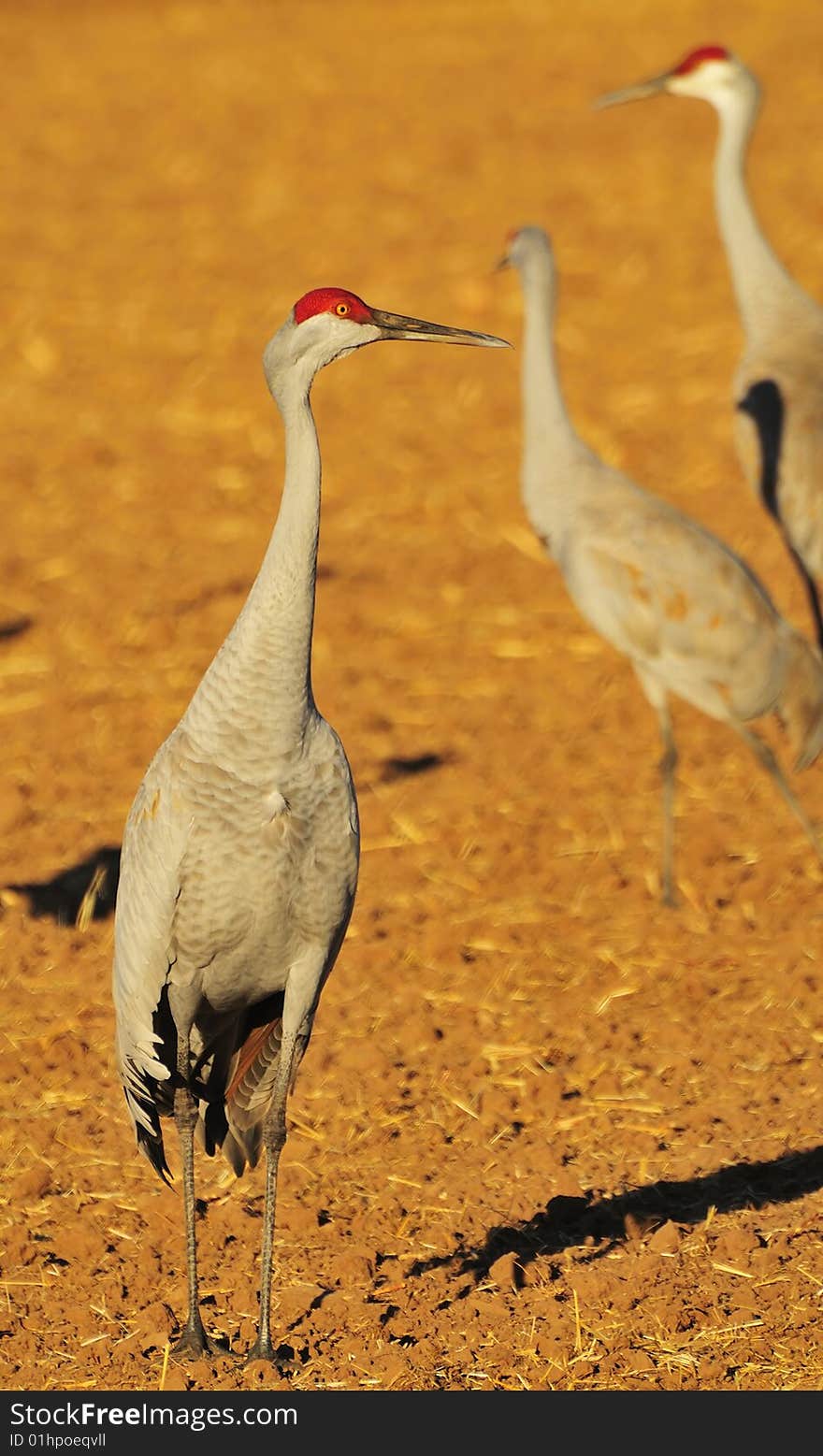 Sandhill Cranes at Rio Grande Nature Center