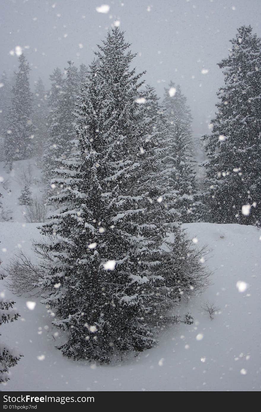 Forest In The Winter