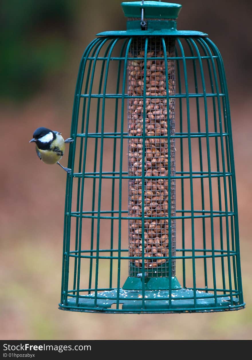 Great Tit (Parus Major)