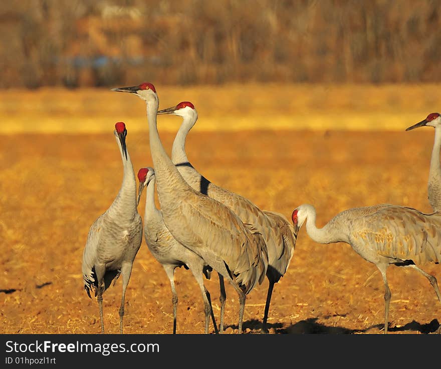 Sandhill Cranes